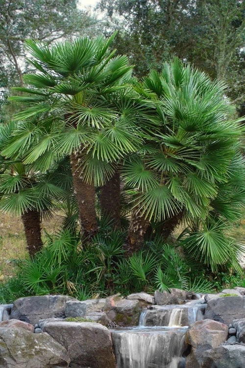 European Fan Palm - 7 Gallon Pot 5 European Fan Palm - 7 Gallon Pot - Image 5