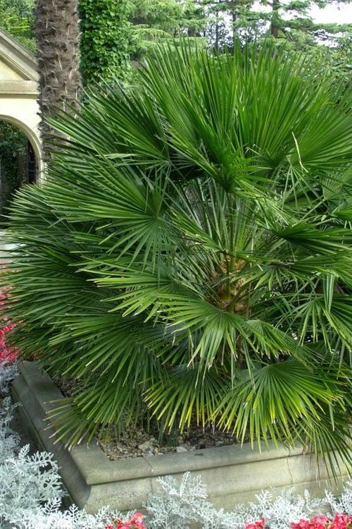 European Fan Palm - 7 Gallon Pot 1 European Fan Palm - 7 Gallon Pot