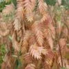 Upland Sea Oats (Chasmanthium Latifolium) - 6 Pack Of 1 Gallon Pots