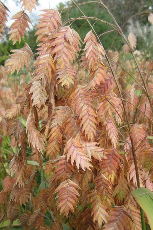Upland Sea Oats (Chasmanthium Latifolium) - 6 Pack Of 1 Gallon Pots 1 Upland Sea Oats (Chasmanthium Latifolium) - 6 Pack Of 1 Gallon Pots