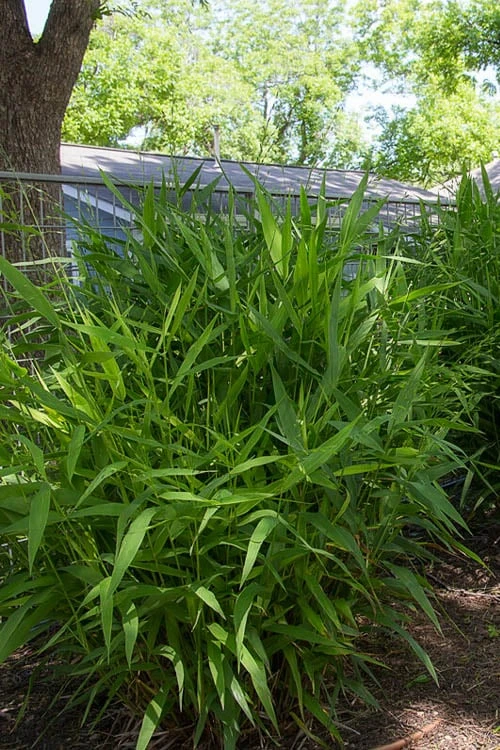 Upland Sea Oats (Chasmanthium Latifolium) - 6 Pack Of 1 Gallon Pots 6 Upland Sea Oats (Chasmanthium Latifolium) - 6 Pack Of 1 Gallon Pots - Image 6