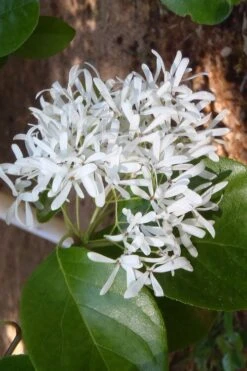 Tokyo Tower Chinese Fringe Tree (Chionanthus Retusus) - 3 Gallon Pot -Botanica Tree Store chionanthus retusus tokyo tower chinese fringe tree 4