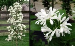 Tokyo Tower Chinese Fringe Tree (Chionanthus Retusus) - 3 Gallon Pot -Botanica Tree Store chionanthus retusus tokyo tower chinese fringe tree 6