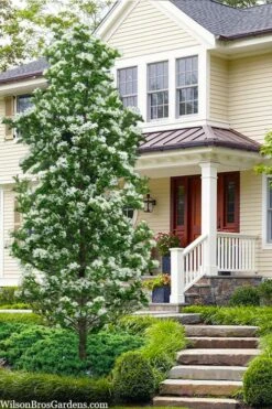 Tokyo Tower Chinese Fringe Tree (Chionanthus Retusus) - 3 Gallon Pot