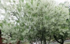 Grancy Graybeard - White Fringe Tree - 1 Gallon Pot 19 Grancy Graybeard - White Fringe Tree - 1 Gallon Pot -Botanica Tree Store chionanthus virginicus grancy greybeard multi stem tree 4