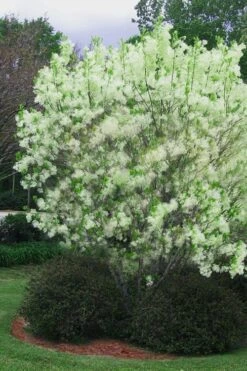Grancy Graybeard - White Fringe Tree - 1 Gallon Pot 18 Grancy Graybeard - White Fringe Tree - 1 Gallon Pot -Botanica Tree Store chionanthus virginicus grancy greybeard multi stem tree 5