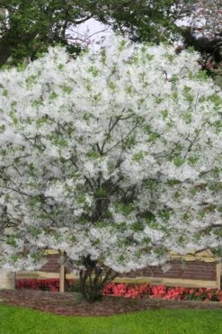 Grancy Graybeard - White Fringe Tree - 1 Gallon Pot 13 Grancy Graybeard - White Fringe Tree - 1 Gallon Pot -Botanica Tree Store chionanthus virginicus grancy greybeard multi stem tree 6