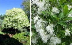 Grancy Graybeard - White Fringe Tree - 7 Gallon Pot (2-3') -Botanica Tree Store chionanthus virginicus grancy greybeard single stem tree 1