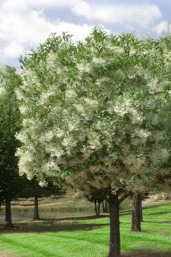 Grancy Graybeard - White Fringe Tree - 7 Gallon Pot (2-3') -Botanica Tree Store chionanthus virginicus grancy greybeard single stem tree 2