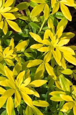 Goldfingers Mexican Orange Blossom (Choisya) - 2 Gallon Pot 14 Goldfingers Mexican Orange Blossom (Choisya) - 2 Gallon Pot -Botanica Tree Store choisya ternata goldfinger mexican orange blossom 1 1