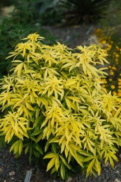 Goldfingers Mexican Orange Blossom (Choisya) - 1 Gallon Pot 12 Goldfingers Mexican Orange Blossom (Choisya) - 1 Gallon Pot -Botanica Tree Store choisya ternata goldfinger mexican orange blossom 7