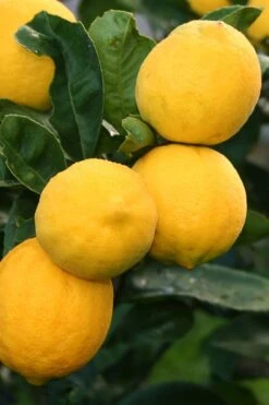 Meyer Lemon Tree (Citrus X Meyeri) - 5 Gallon Pot 8 Meyer Lemon Tree (Citrus X Meyeri) - 5 Gallon Pot -Botanica Tree Store citrus meyeri meyer lemon tree 5