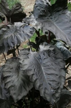 Royal Hawaiian Black Coral Elephant Ear (Colocasia) - 1 Gallon Pot -Botanica Tree Store colocasia esculenta black coral elephant ear 4