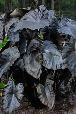 Royal Hawaiian Black Coral Elephant Ear (Colocasia) - 1 Gallon Pot -Botanica Tree Store colocasia esculenta black coral elephant ear 6