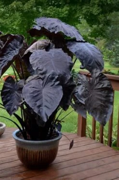 Royal Hawaiian Black Coral Elephant Ear (Colocasia) - 1 Gallon Pot -Botanica Tree Store colocasia esculenta black coral elephant ear 7