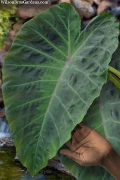 Maximus Gigante Hardy Elephant Ear (Colocasia) - 5 Gallon Pot -Botanica Tree Store colocasia maximus gigante elephant ears 3
