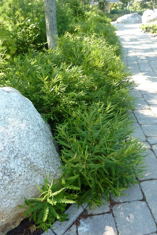 Sweet Fern (Comptonia Peregrina) - 1 Gallon Pot 3 Sweet Fern (Comptonia Peregrina) - 1 Gallon Pot - Image 3