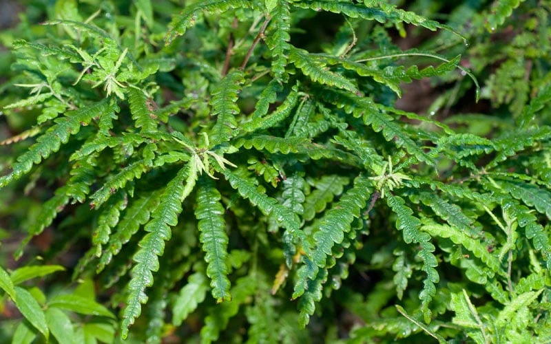 Sweet Fern (Comptonia Peregrina) - 1 Gallon Pot 4 Sweet Fern (Comptonia Peregrina) - 1 Gallon Pot - Image 4