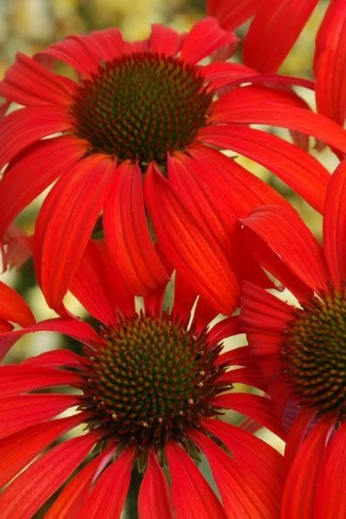 Tomato Soup Coneflower (Echinacea) - 1 Gallon Pot 7 Tomato Soup Coneflower (Echinacea) - 1 Gallon Pot - Image 7