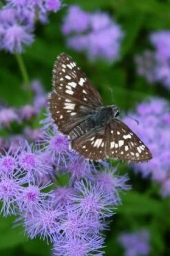Hardy Ageratum (Blue Mistflower) - 5 Pack Of Quart Pots -Botanica Tree Store conoclinum coelestinum hardy ageratum blue mistflower 1