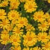 Jethro Tull Coreopsis - 1 Gallon Pot