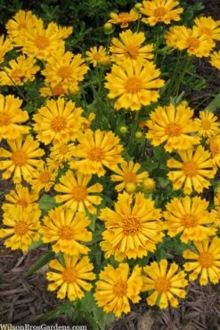 Jethro Tull Coreopsis - 1 Gallon Pot