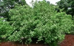 Silky Dogwood (Cornus Amonium) - 1 Gallon Pot 12 Silky Dogwood (Cornus Amonium) - 1 Gallon Pot -Botanica Tree Store cornus amonium silky dogwood 10