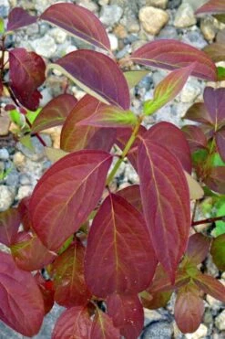 Silky Dogwood (Cornus Amonium) - 1 Gallon Pot 15 Silky Dogwood (Cornus Amonium) - 1 Gallon Pot -Botanica Tree Store cornus amonium silky dogwood fall leaves 2