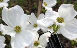 Jean's Appalachian Snow White Dogwood Tree - 5 Gallon Pot 13 Jean's Appalachian Snow White Dogwood Tree - 5 Gallon Pot -Botanica Tree Store cornus florida jeans appalachian snow white dogwood 4