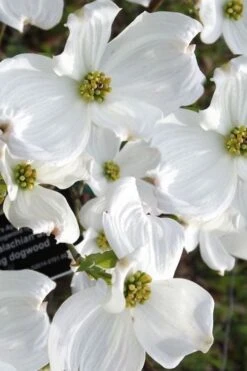 Jean's Appalachian Snow White Dogwood Tree - 5 Gallon Pot 10 Jean's Appalachian Snow White Dogwood Tree - 5 Gallon Pot -Botanica Tree Store cornus florida jeans appalachian snow white dogwood 5