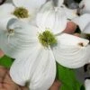 Super Princess White Dogwood - 3 Gallon Pot