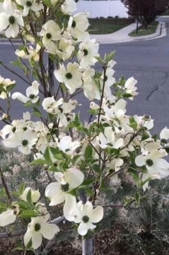 Super Princess White Dogwood - 3 Gallon Pot -Botanica Tree Store cornus florida super princess dogwood 4