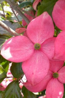 Pink Chinese Dogwood - Cornus Kousa 'Satomi' - 3 Gallon Pot -Botanica Tree Store cornus kousa satomi pink dogwood 20 1