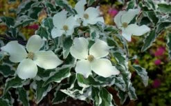 Wolf Eyes Variegated Kousa Dogwood - 5 Gallon Pot -Botanica Tree Store cornus kousa wolf eyes dogwood tree 21