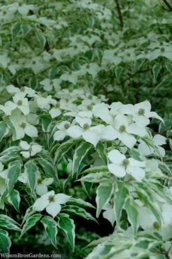 Wolf Eyes Variegated Kousa Dogwood - 5 Gallon Pot -Botanica Tree Store cornus kousa wolf eyes dogwood tree 24