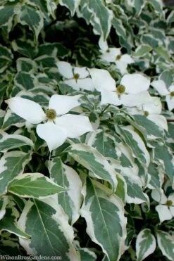 Wolf Eyes Variegated Kousa Dogwood - 5 Gallon Pot -Botanica Tree Store cornus kousa wolf eyes dogwood tree 26