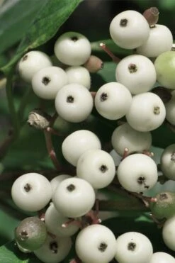 Gray Dogwood (Cornus Racemosa) - 3 Pack Of 1.5 Quart Pots -Botanica Tree Store cornus racemosa gray dogwood berries 1