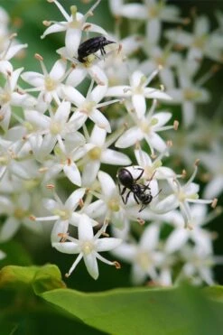 Gray Dogwood (Cornus Racemosa) - 3 Pack Of 1.5 Quart Pots -Botanica Tree Store cornus racemosa gray dogwood flowers 5