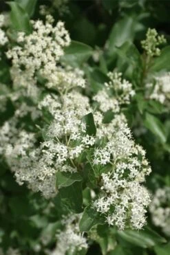 Gray Dogwood (Cornus Racemosa) - 3 Pack Of 1.5 Quart Pots -Botanica Tree Store cornus racemosa gray dogwood flowers 6