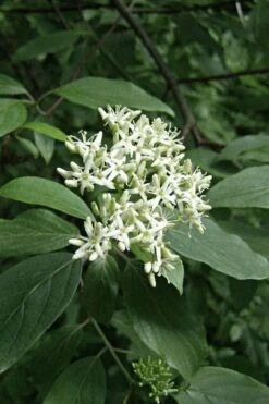 Gray Dogwood (Cornus Racemosa) - 3 Pack Of 1.5 Quart Pots -Botanica Tree Store cornus racemosa gray dogwood flowers 8
