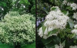 Gray Dogwood (Cornus Racemosa) - 3 Pack Of 1.5 Quart Pots -Botanica Tree Store cornus racemosa gray dogwood shrub 14