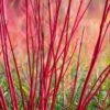 Bailey Red Twig Dogwood (Cornus Sericea 'Baileyi') - 5 Gallon Pot