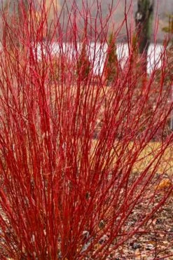 Bailey Red Twig Dogwood (Cornus Sericea 'Baileyi') - 5 Gallon Pot 11 Bailey Red Twig Dogwood (Cornus Sericea 'Baileyi') - 5 Gallon Pot -Botanica Tree Store cornus sericea baileyi red twig dogwood 4