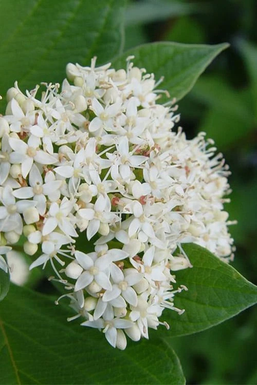 Bailey Red Twig Dogwood (Cornus Sericea 'Baileyi') - 5 Gallon Pot 5 Bailey Red Twig Dogwood (Cornus Sericea 'Baileyi') - 5 Gallon Pot - Image 5