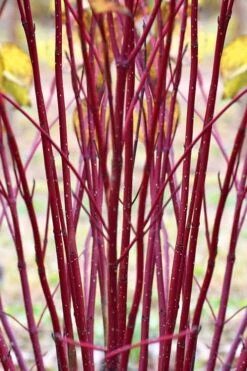 Red Osier Red Twig Dogwood (Cornus Sericea) - 2 Gallon Pot -Botanica Tree Store cornus sericera red osier dogwood 1 1