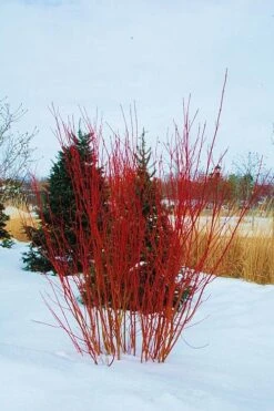 Red Osier Red Twig Dogwood (Cornus Sericea) - 1 Gallon Pot 10 Red Osier Red Twig Dogwood (Cornus Sericea) - 1 Gallon Pot -Botanica Tree Store cornus sericera red osier dogwood 4 1