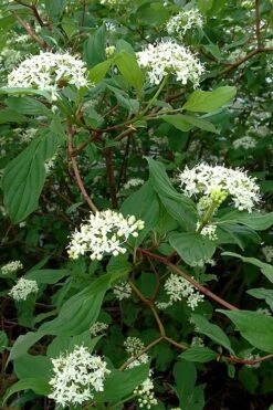 Red Osier Red Twig Dogwood (Cornus Sericea) - 1 Gallon Pot 12 Red Osier Red Twig Dogwood (Cornus Sericea) - 1 Gallon Pot -Botanica Tree Store cornus sericera red osier dogwood 5 2