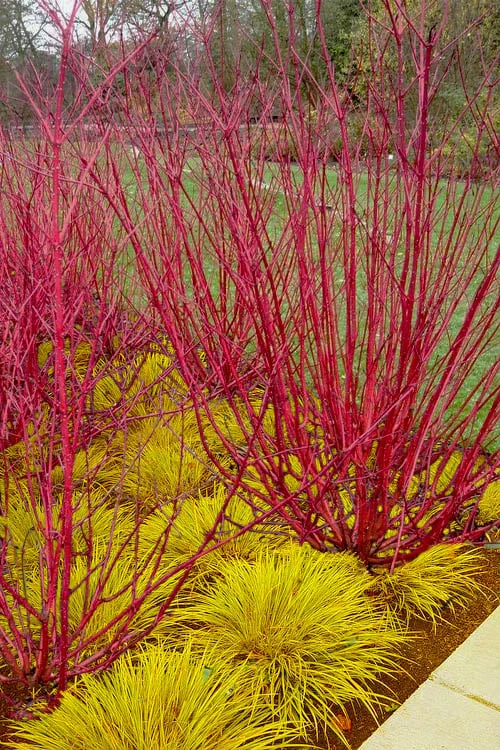 Red Osier Red Twig Dogwood (Cornus Sericea) - 1 Gallon Pot 1 Red Osier Red Twig Dogwood (Cornus Sericea) - 1 Gallon Pot
