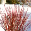 Arctic Fire Red Twig Dogwood - 12" Pot
