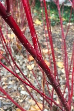 Arctic Fire Red Twig Dogwood - 12" Pot -Botanica Tree Store cornus stolonifera farrow arctic fire red twig dogwood 2